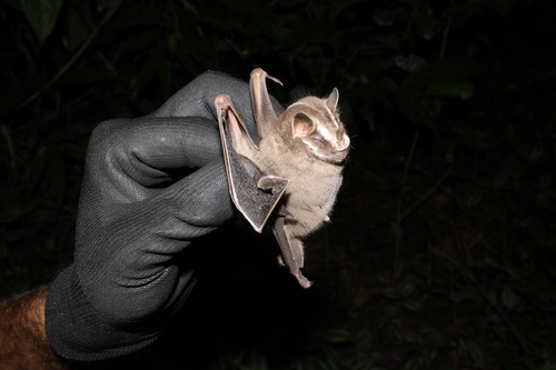 Recife Broad-nosed Bat