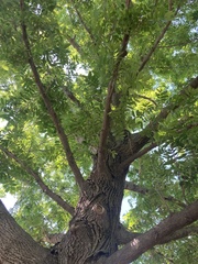 Pterocarya rhoifolia