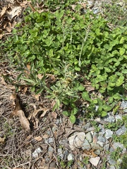 Gamochaeta argyrinea