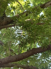 Pterocarya rhoifolia