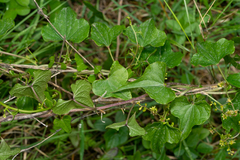 Dioscorea communis
