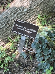 Pterocarya rhoifolia