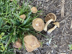Agrocybe smithii