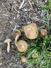 Agrocybe smithii