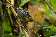 Drymophila striaticeps