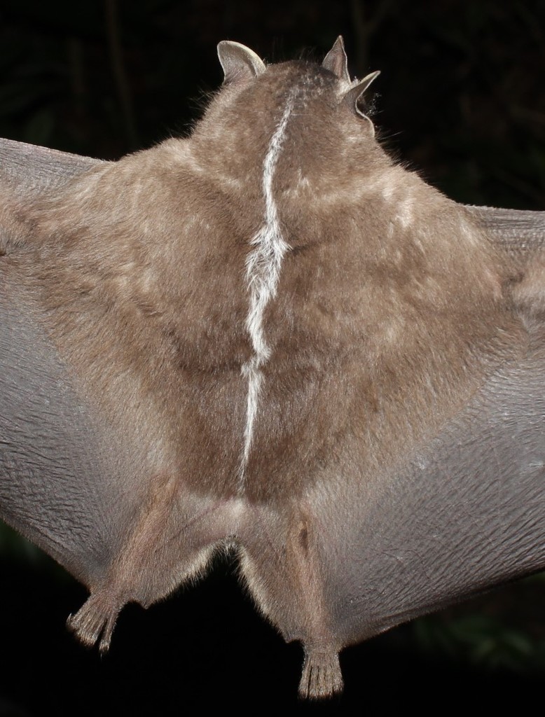 Recife Broad-nosed Bat