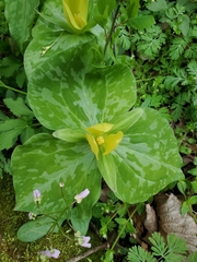 Trillium luteum