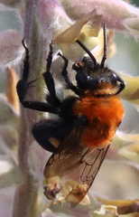 Melecta pacifica