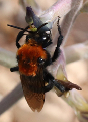 Melecta pacifica