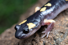 Ensatina eschscholtzii croceater