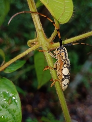 Cremnosterna carissima