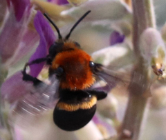Melecta pacifica