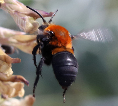 Melecta pacifica