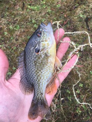 Lepomis gibbosus × cyanellus