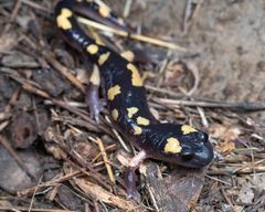 Ensatina eschscholtzii croceater