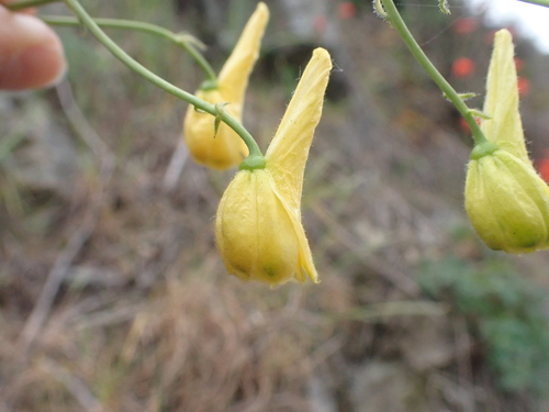 Image of Delphinium luteum by (c) Trevor Van Loon, some rights reserved (CC BY)
