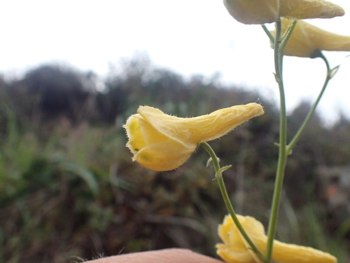 Image of Delphinium luteum by (c) Trevor Van Loon, some rights reserved (CC BY)