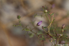 Fagonia laevis