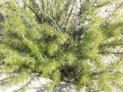 Vachellia schottii