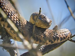 Nerodia rhombifer
