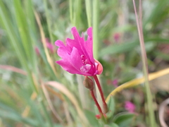 Clarkia concinna raichei
