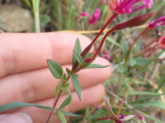 Clarkia concinna raichei