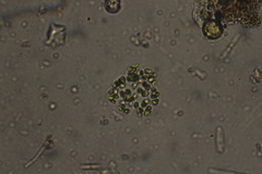 Dictyosphaerium