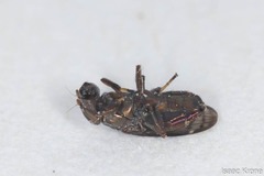 Notogramma purpuratum