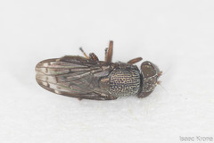 Notogramma purpuratum