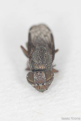 Notogramma purpuratum