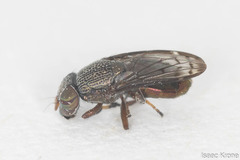 Notogramma purpuratum
