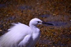 Egretta garzetta