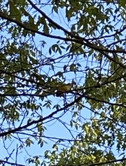 Protonotaria citrea