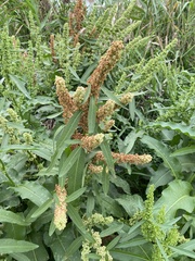 Rumex japonicus
