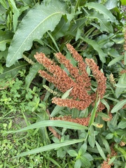 Rumex japonicus