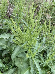 Rumex japonicus