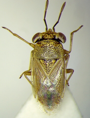 Geocoris punctipes