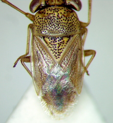 Geocoris punctipes
