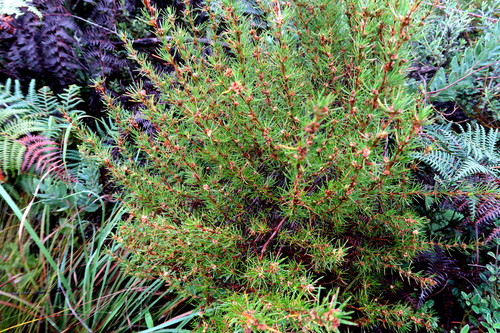 Image of Cliffortia burchellii by no rights reserved