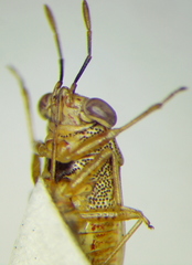Geocoris punctipes