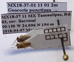 Geocoris punctipes