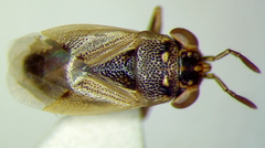 Geocoris pallens