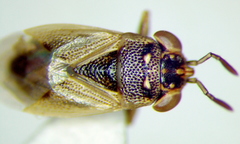 Geocoris pallens