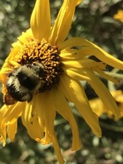 Bombus melanopygus