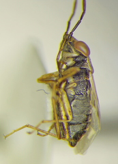 Geocoris pallens