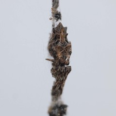 Cyclosa octotuberculata