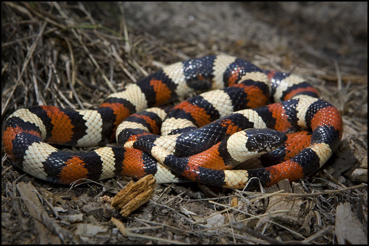 California Mountain Kingsnake in May 2008 by xanderzee · iNaturalist