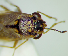 Geocoris pallens