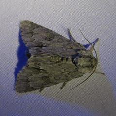 Acronicta rubricoma