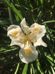 Iris